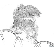 squirrel Coloring Pages To Print